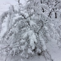 Sněhová nadílka konečně i v Praze